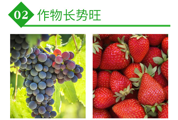 高溫悶棚專用菌劑微博畝-沃爾優(yōu)-沃億佳 高溫悶棚專用菌劑微博畝-沃爾優(yōu)-沃億佳