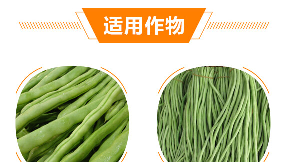 豆角专用豆满?丽美?中农恒大_08.jpg