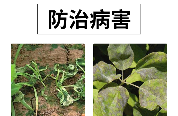 微生物肥-百香果病鏟除-瑞豐德 微生物肥-百香果病鏟除-瑞豐德