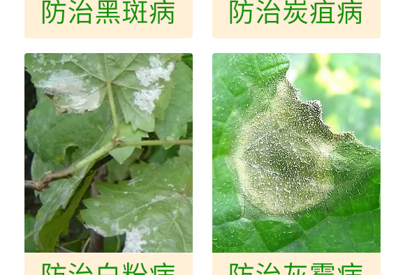 微生物肥-百香果病鏟除-瑞豐德 微生物肥-百香果病鏟除-瑞豐德