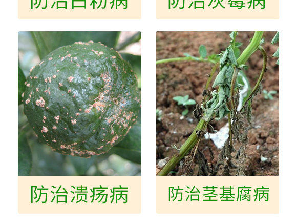 微生物肥-百香果病鏟除-瑞豐德 微生物肥-百香果病鏟除-瑞豐德