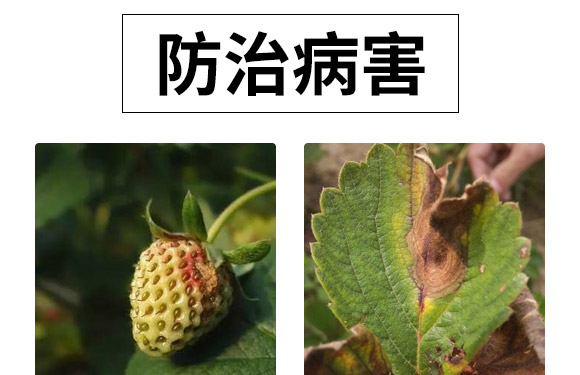 微生物肥-草莓病鏟除-瑞豐德 微生物肥-草莓病鏟除-瑞豐德