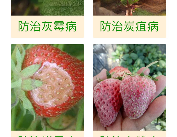 微生物肥-草莓病鏟除-瑞豐德 微生物肥-草莓病鏟除-瑞豐德