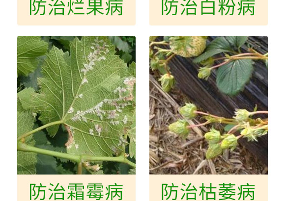 微生物肥-草莓病鏟除-瑞豐德 微生物肥-草莓病鏟除-瑞豐德