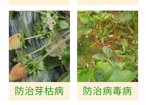 微生物肥-草莓病鏟除-瑞豐德 微生物肥-草莓病鏟除-瑞豐德