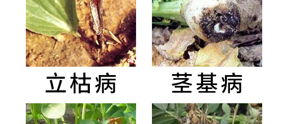 5g噁霉靈水分散粒劑-土紳-長(zhǎng)雙農(nóng)藥 5g噁霉靈水分散粒劑-土紳-長(zhǎng)雙農(nóng)藥