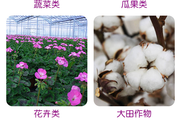 哈茨·枯草芽孢杆菌Q真l菌性病害专用）(j)_05.jpg