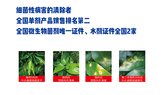 熒光假單細胞-細璽-農(nóng)墾 熒光假單細胞-細璽-農(nóng)墾