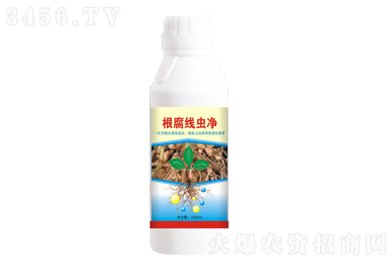 生姜根腐病怎么辦 生姜根腐病是什么癥狀 用什么藥好 生姜根腐病怎么辦 生姜根腐病是什么癥狀 用什么藥好