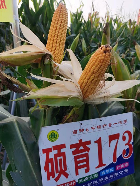 T1734500-׷N-̵NI(y)