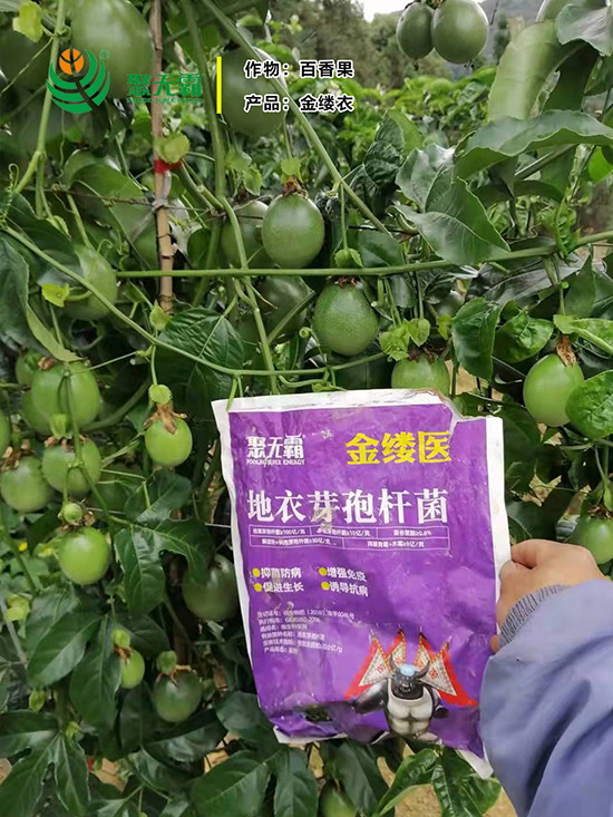 閲戠紩鍖誨湴。鑺藉鏉嗚?鑱氭棤闇?.jpg 閲戠紩鍖誨湴。鑺藉鏉嗚?鑱氭棤闇?.jpg
