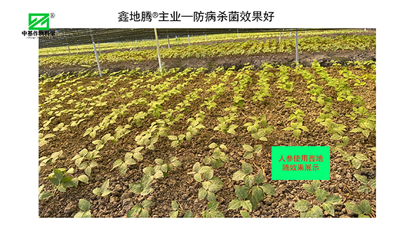 鏁堟灉灞曠ず_03.png 鏁堟灉灞曠ず_03.png