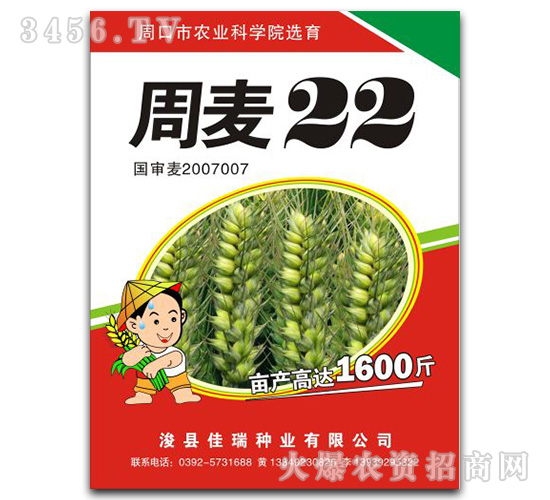 周麥22-小麥種子-佳瑞種業(yè)