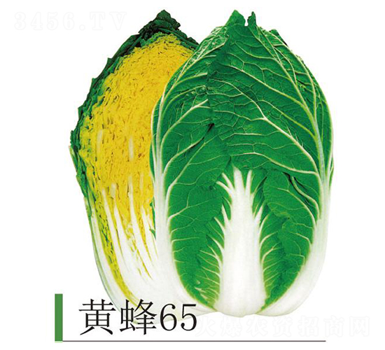 黃蜂65-白菜種子-井田農(nóng)業(yè)