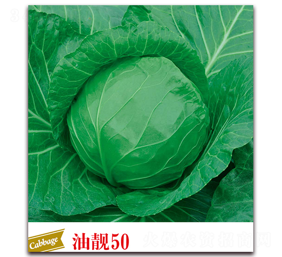 n50-{N-
