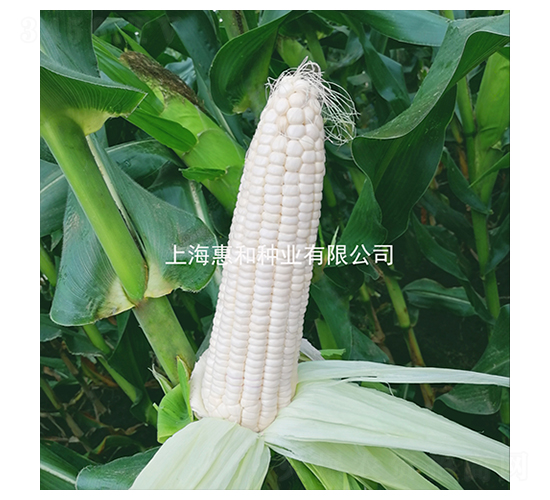 和甜糯一號(hào)-糯玉米種子-惠和種業(yè)