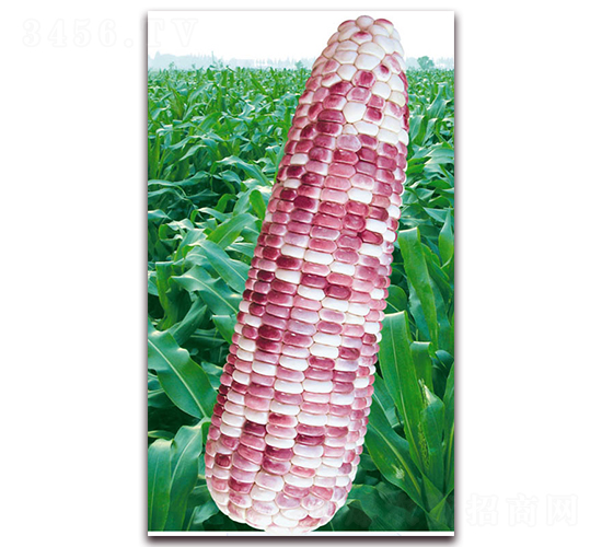 萬(wàn)彩糯六號(hào)-糯玉米種子-華穗種業(yè)