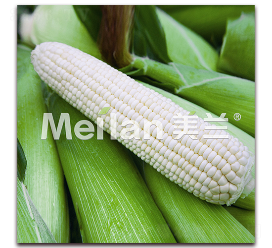 美玉加甜糯20號-甜糯玉米種子-綠川