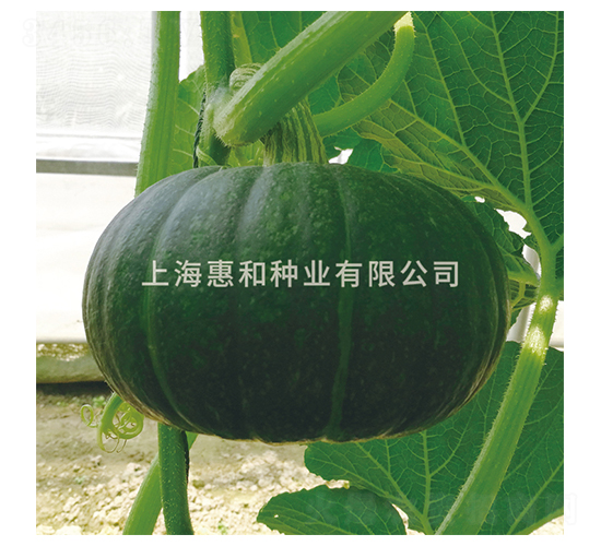 鈴成錦-南瓜種子-惠和種業(yè)