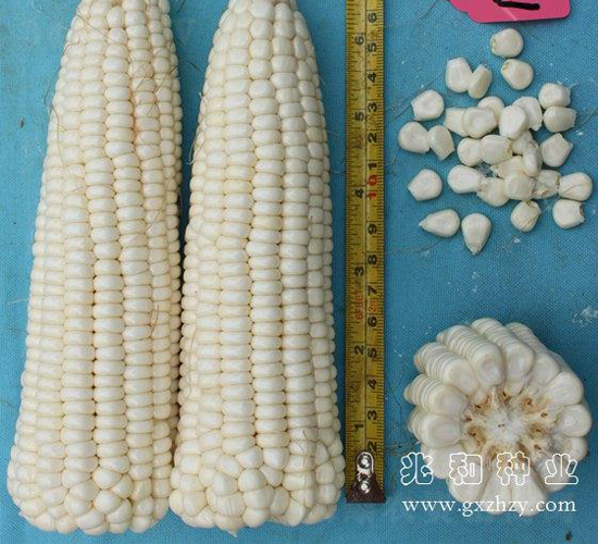 兆香糯3號(hào)-玉米種子-兆和種業(yè)