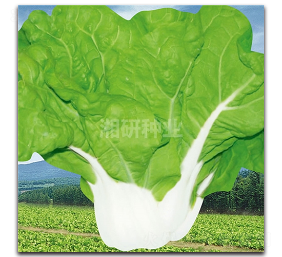 ̖(ho)-ײ˷N-зNI(y)