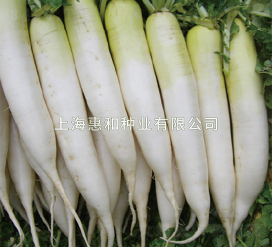 春吉-蘿卜種子-惠和種業(yè)