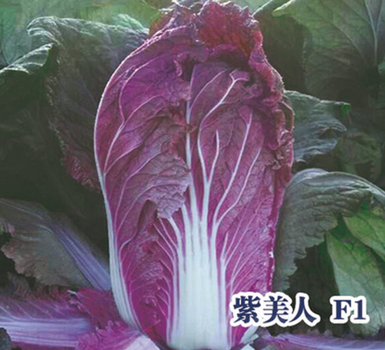 紫美人白菜-白菜種子-圣華德豐