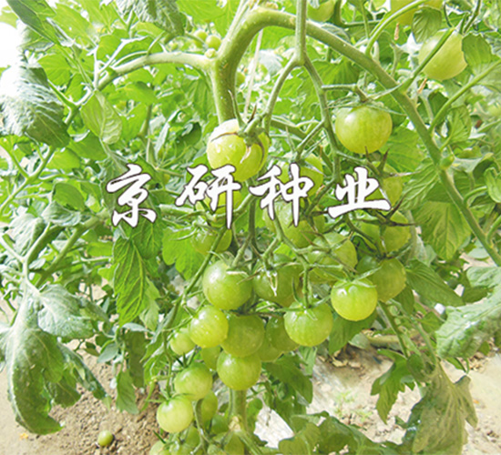 G1̖-ѷN-