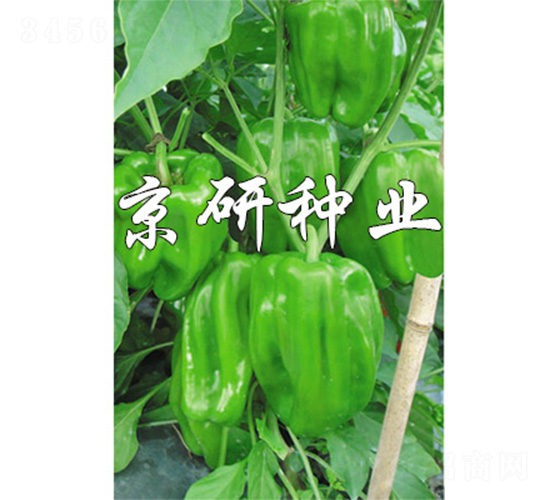 (gu)514-N-