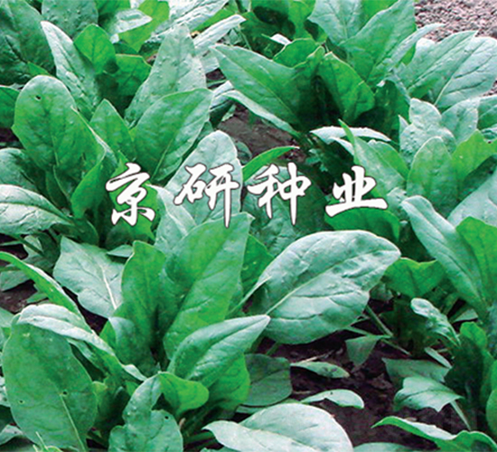京菠5號-菠菜種子-京研