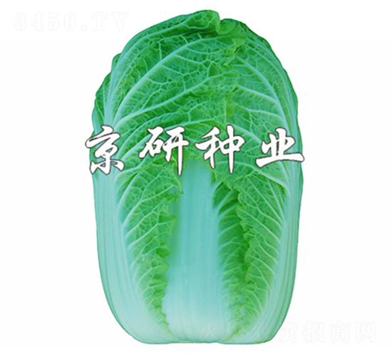 5̖(ho)-޲˷N-