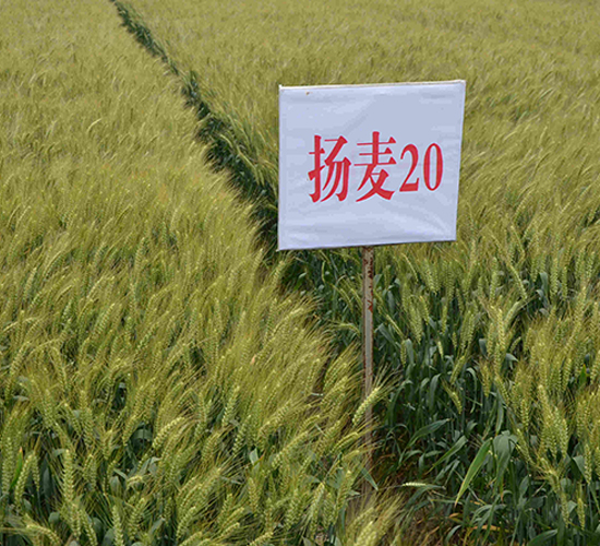 揚麥20-小麥種子-中農(nóng)發(fā)
