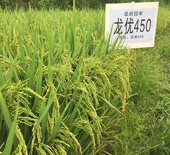 (yu)450-ˮN-rI(y)