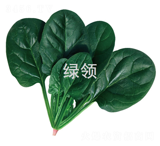 墨綠1806-菠菜種子-綠領種業(yè)