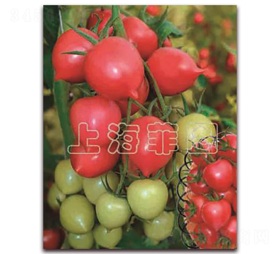 粉桃一號-特色番茄種子-菲圖種業(yè)
