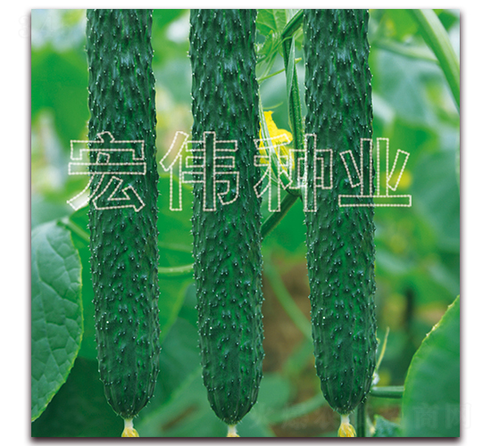 m36-SϷN-ꂥNI(y)