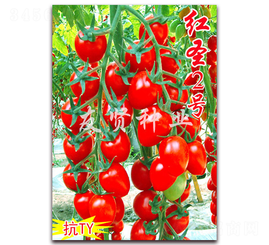 紅圣2號-抗TY病毒櫻桃小番茄種子-友賢種業(yè)