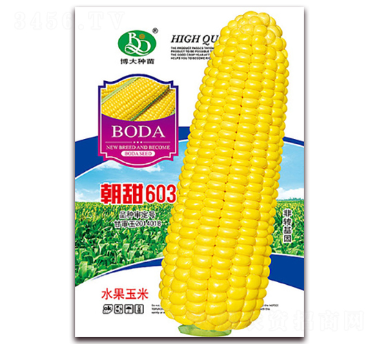 朝甜603-甜糯玉米種子-鑫博大