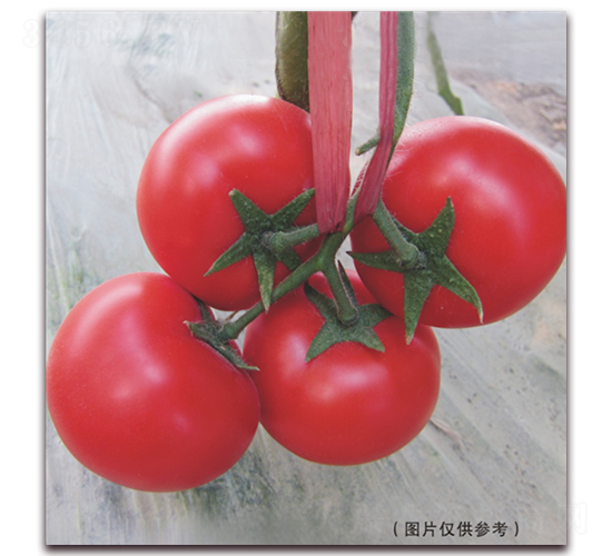金棚515-大紅番茄種子-金鵬