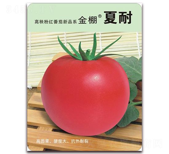 金棚夏耐-粉紅番茄種子-金鵬