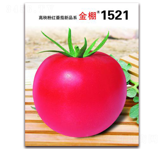 金棚1521-粉紅番茄種子-金鵬