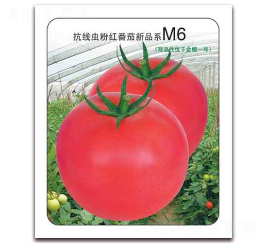 金棚M6-粉紅番茄種子-金鵬