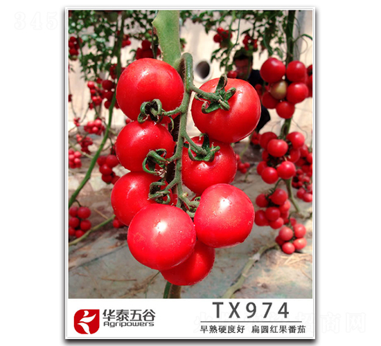 TX974-ѷN-A̩