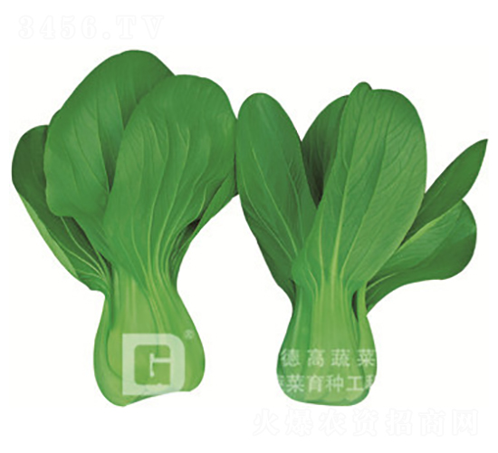 矮腳夏秋型-德高華峰-青梗菜種子-德高