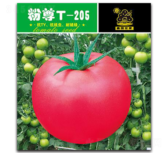 T-205-ѷN-Έ@