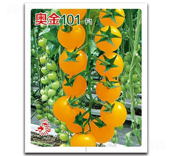 奧金101-番茄種子-鑫園世家