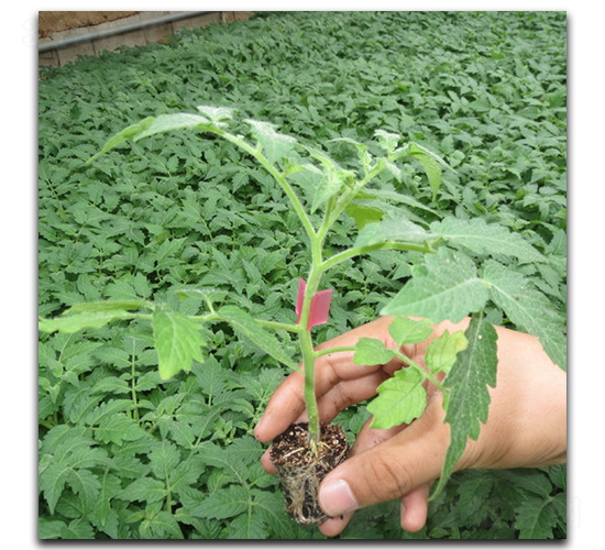 金棚砧木三號(hào)-番茄種子