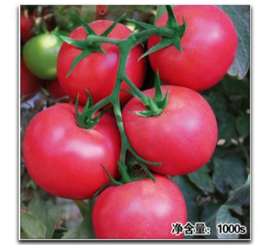 Z12024-ѷN-մrI(y)