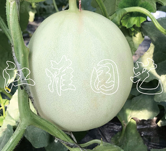 y3̖(ho)-ϷN-@ˇ