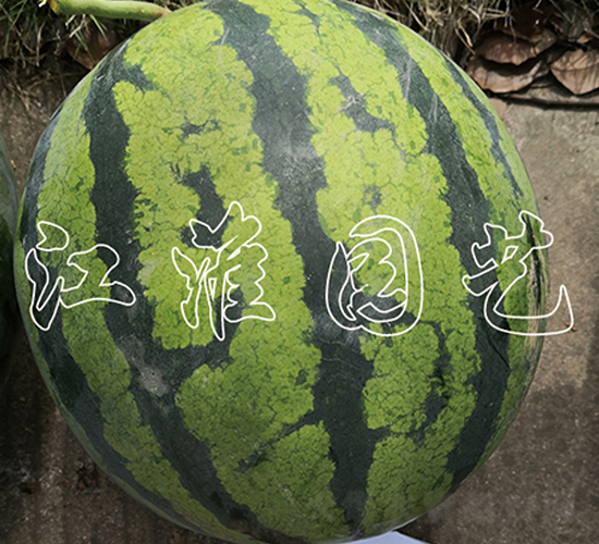 2̖(ho)-ϷN-@ˇ
